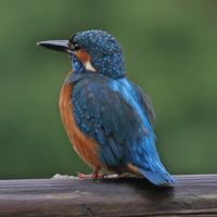 eisvogel 5